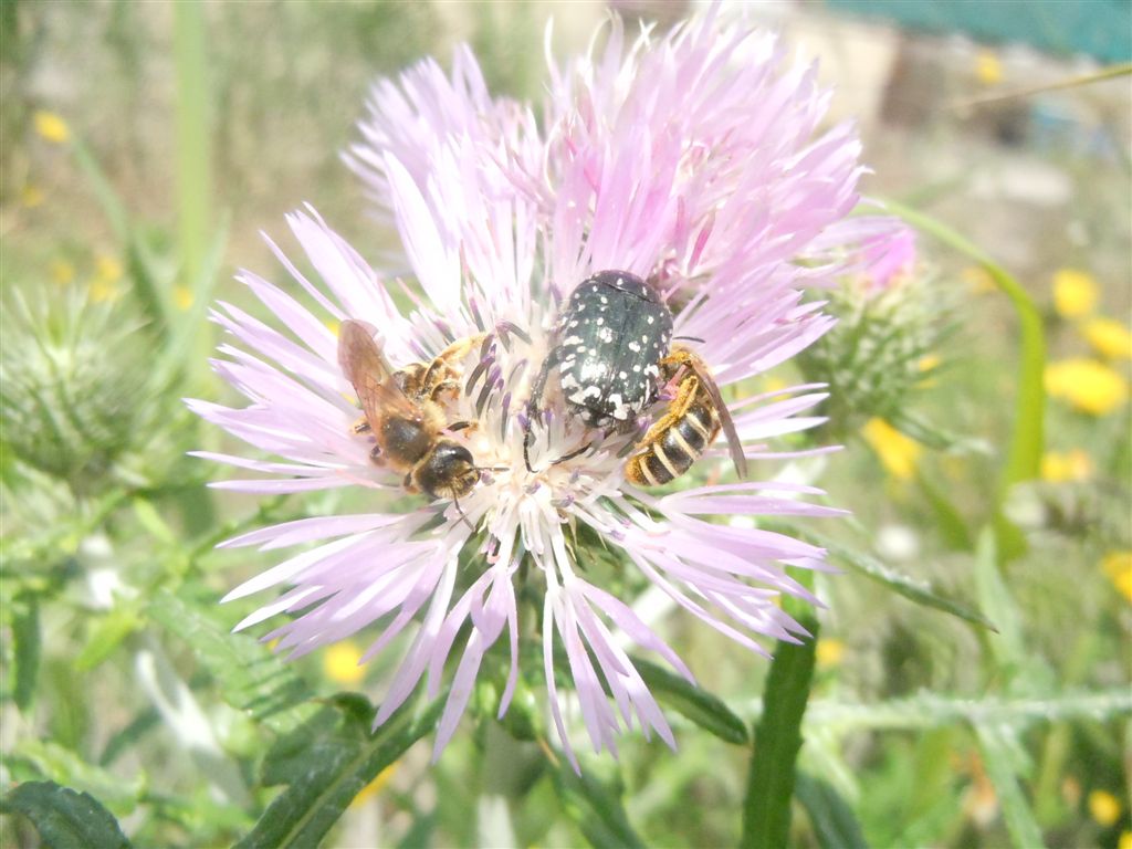 Coppia di Halictus scabiosae (Apidae Halictinae)